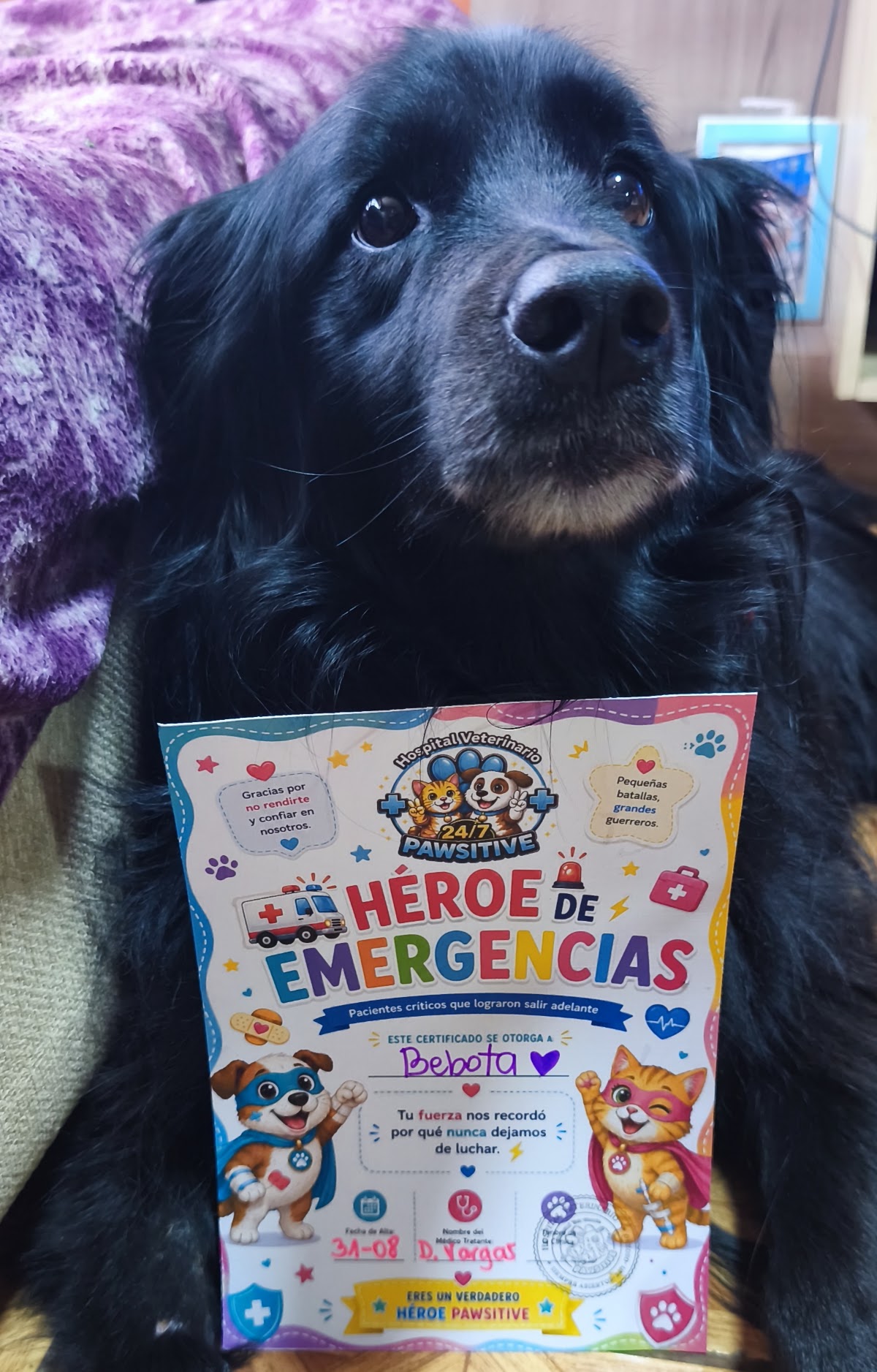 Bebota, paciente que se recuperó gracias al Hospital Pawsitive